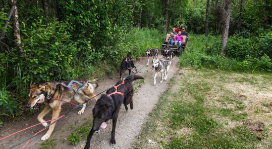 Iditarod Sled Dog Race