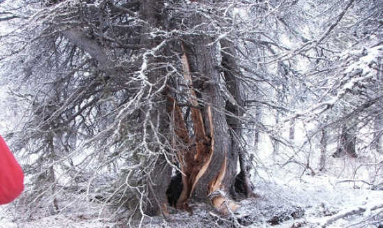 2002 Denali Fault Earthquake